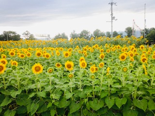 sunflower