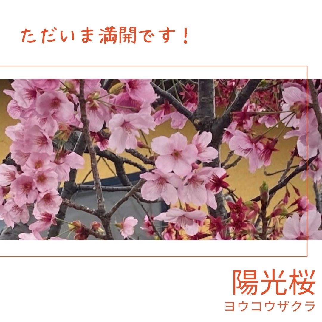 陽光桜(ヨウコウザクラ)