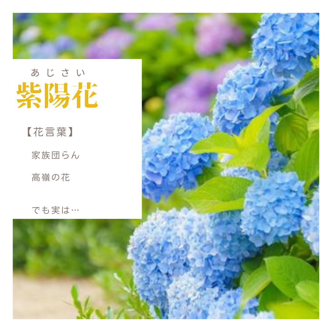 紫陽花 =あじさい=