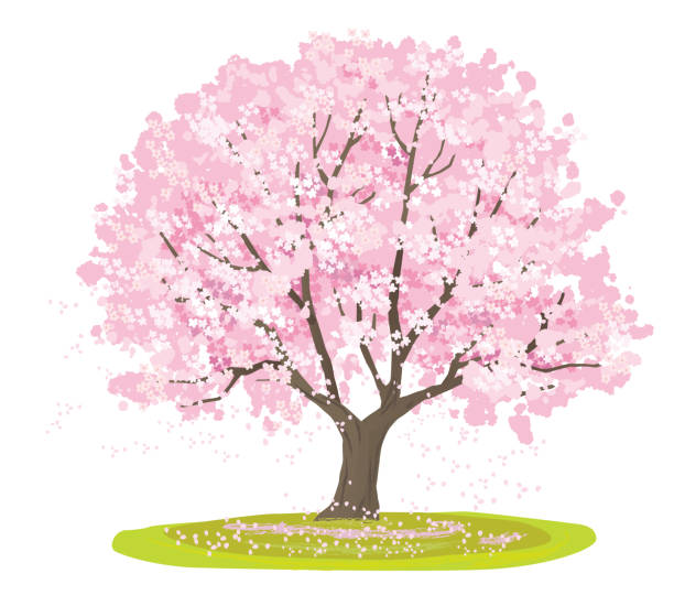 桜の種類