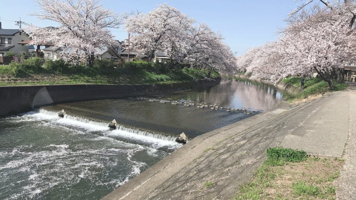 お花見シーズン